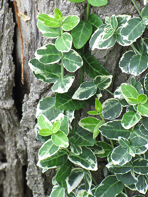 Emerald Gaiety Wintercreeper (Euonymus fortunei 'Emerald Gaiety') at Dammann's Garden Company