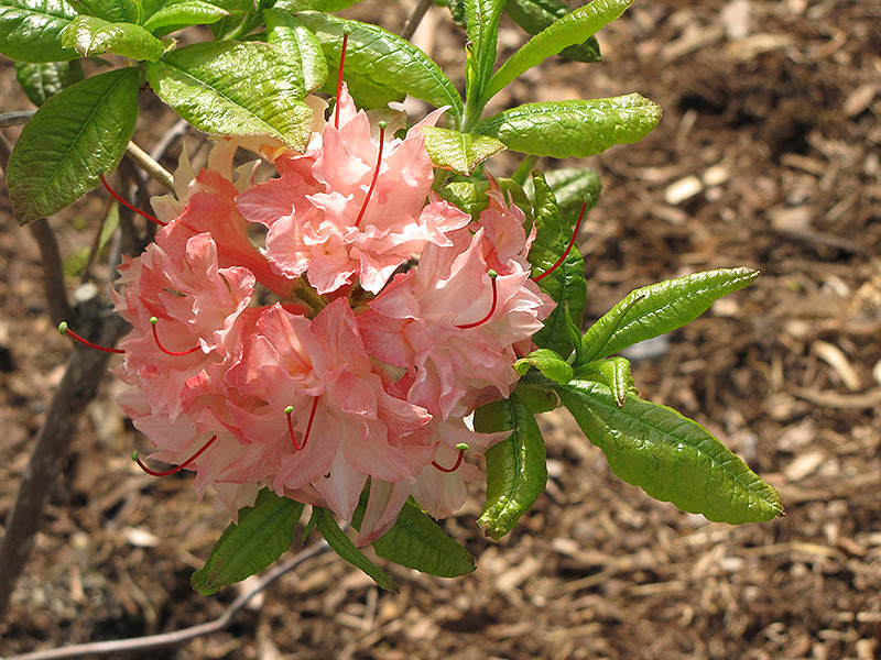 Cannon's Double Azalea (Rhododendron 'Cannon's Double') at Dammann's Garden Company