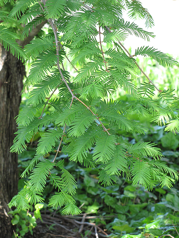 Dawn Redwood (Metasequoia glyptostroboides) at Dammann's Garden Company