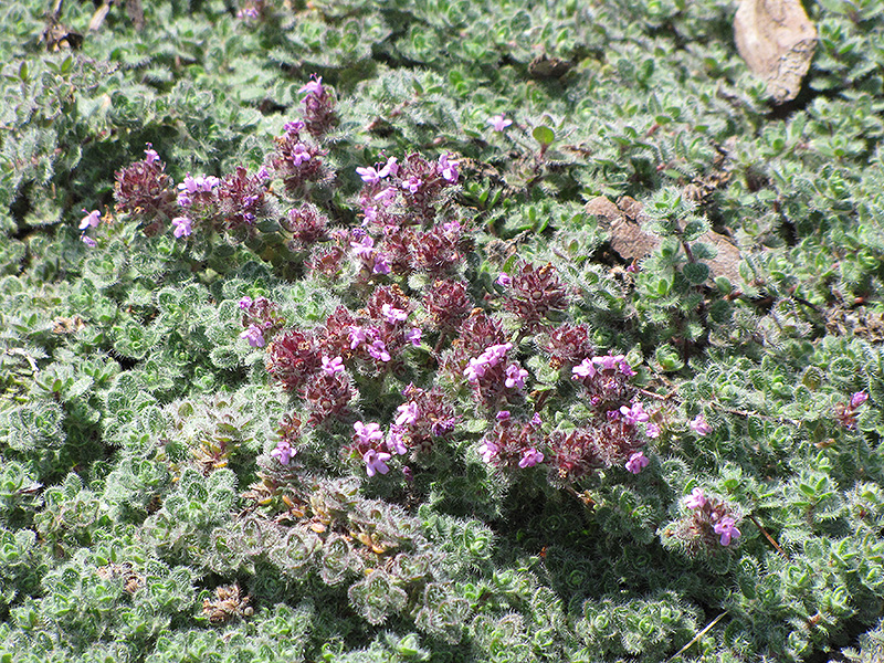 Wooly Thyme (Thymus pseudolanuginosis) at Dammann's Garden Company