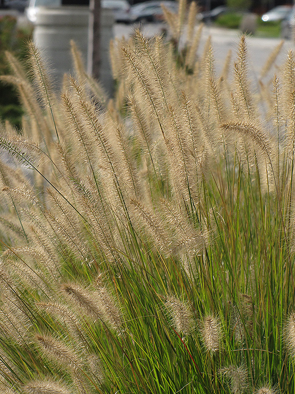 Hameln Dwarf Fountain Grass (Pennisetum alopecuroides 'Hameln') at Dammann's Garden Company