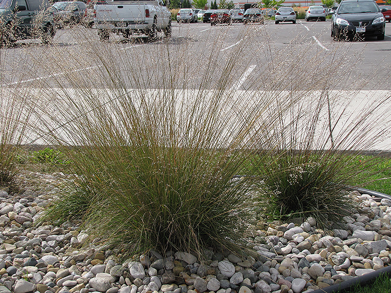Prairie Dropseed (Sporobolus heterolepis) at Dammann's Garden Company
