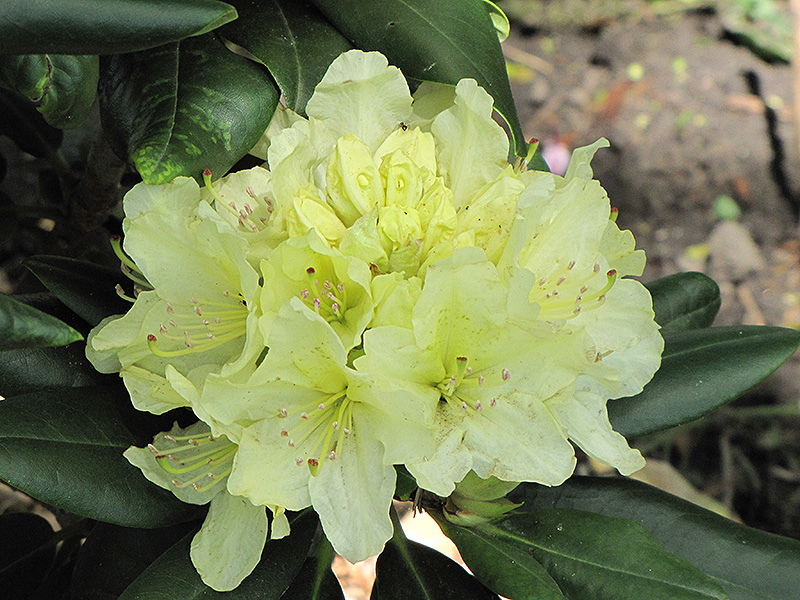 Capistrano Rhododendron (Rhododendron 'Capistrano') at Dammann's Garden Company