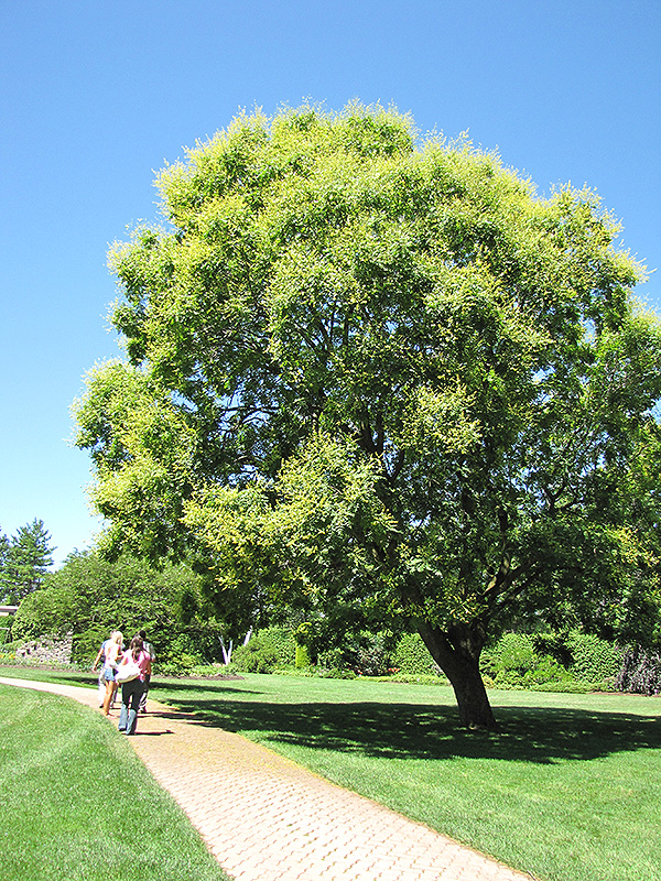 Golden Rain Tree (Koelreuteria paniculata) at Dammann's Garden Company