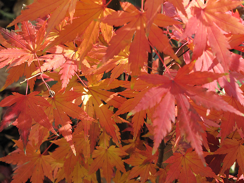 Orange Dream Japanese Maple (Acer palmatum 'Orange Dream') at Dammann's Garden Company