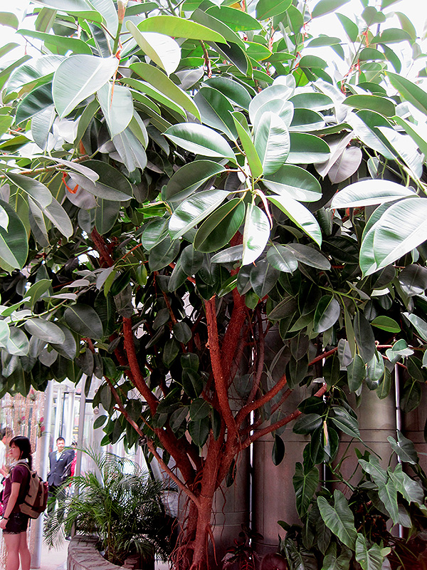 Rubber Tree (Ficus elastica) at Dammann's Garden Company