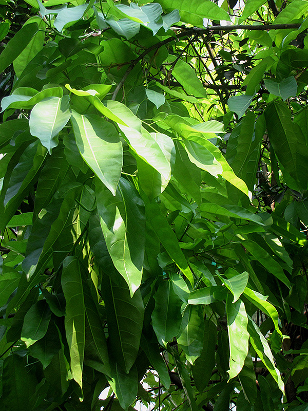Weeping Fig (Ficus benjamina) at Dammann's Garden Company