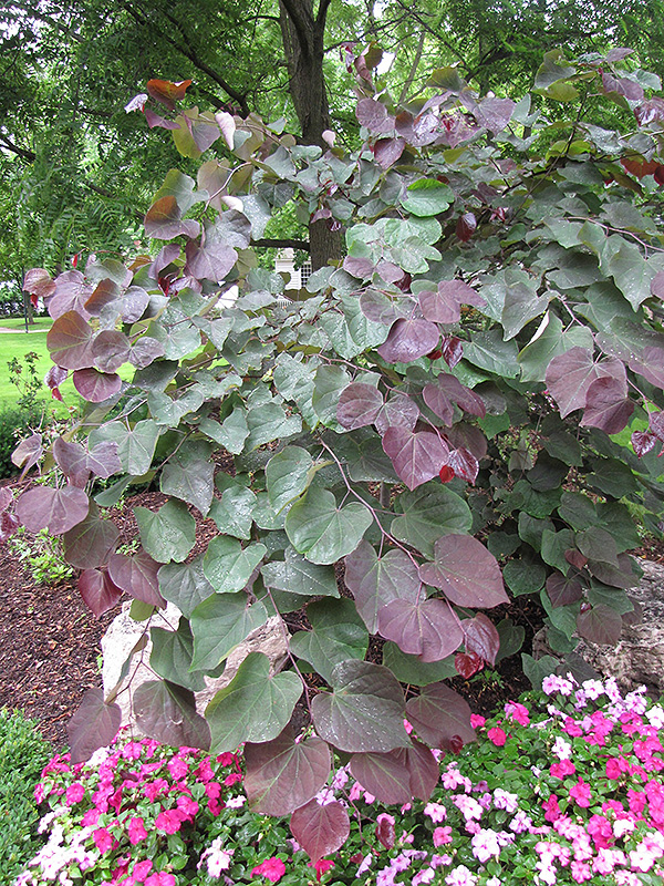 Forest Pansy Redbud (Cercis canadensis 'Forest Pansy') at Dammann's Garden Company