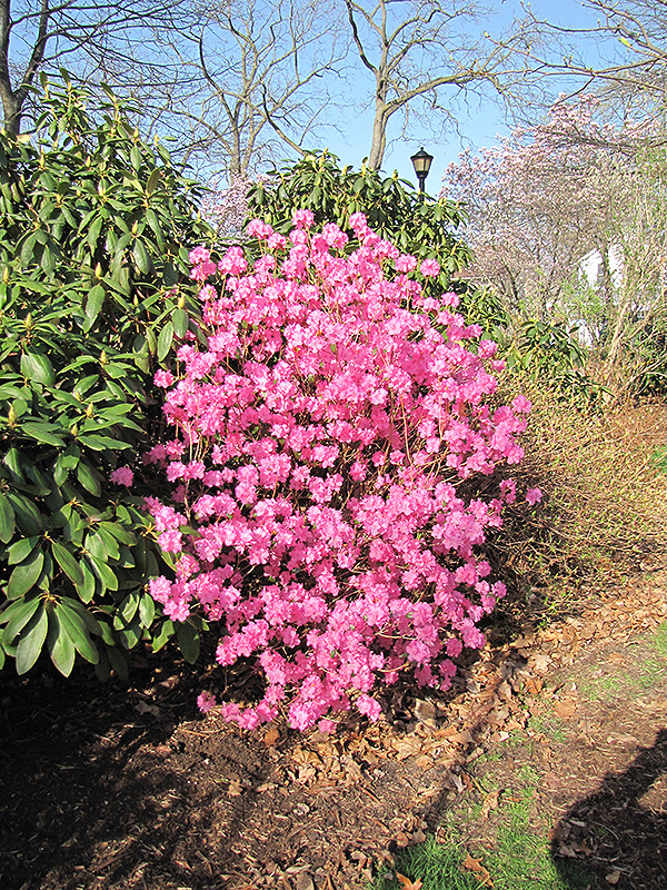 Landmark Rhododendron (Rhododendron 'Landmark') at Dammann's Garden Company
