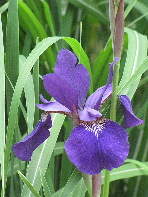 Caesar's Brother Siberian Iris (Iris sibirica 'Caesar's Brother') at Dammann's Garden Company