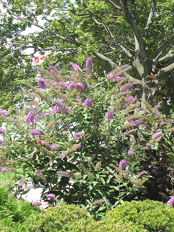 Pink Delight Butterfly Bush (Buddleia davidii 'Pink Delight') at Dammann's Garden Company