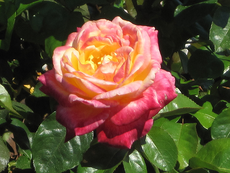 Love And Peace Rose (Rosa 'Love And Peace') at Dammann's Garden Company