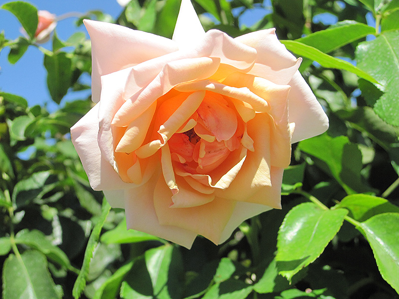 Mother Of Pearl Rose (Rosa 'Meiludere') at Dammann's Garden Company