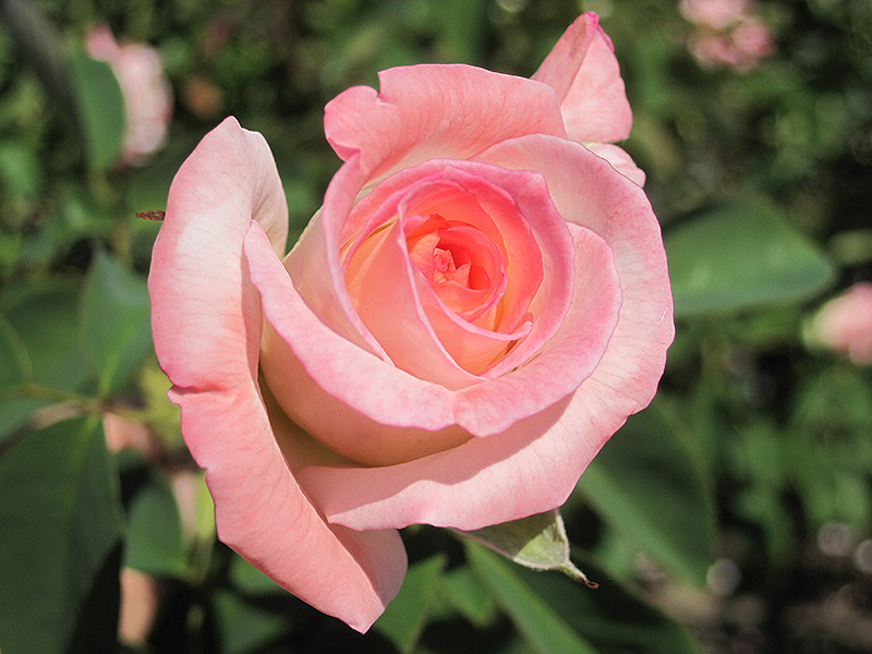 Secret Rose (Rosa 'Secret') at Dammann's Garden Company