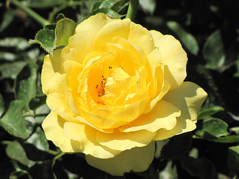 Julia Child Rose (Rosa 'Julia Child') at Dammann's Garden Company