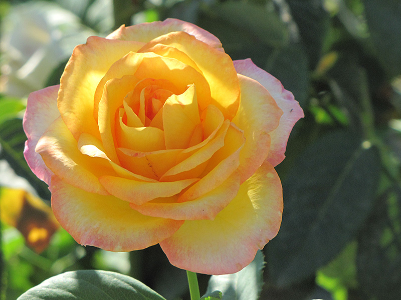 Gold Medal Rose (Rosa 'Gold Medal') at Dammann's Garden Company