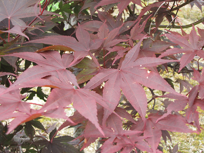 Red Emperor Japanese Maple (Acer palmatum 'Red Emperor') at Dammann's Garden Company