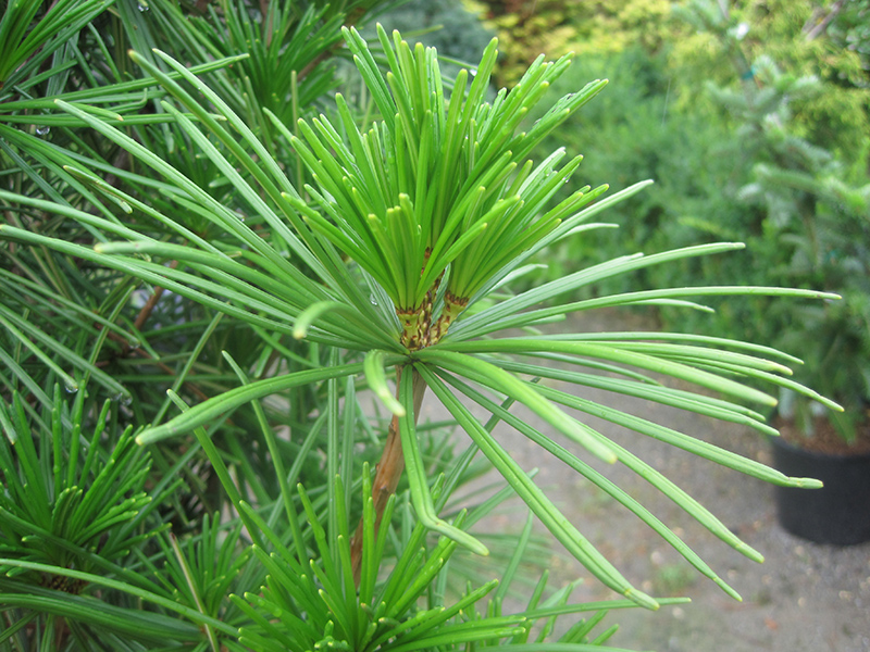 Joe Kozey Umbrella Pine (Sciadopitys verticillata 'Joe Kozey') at Dammann's Garden Company
