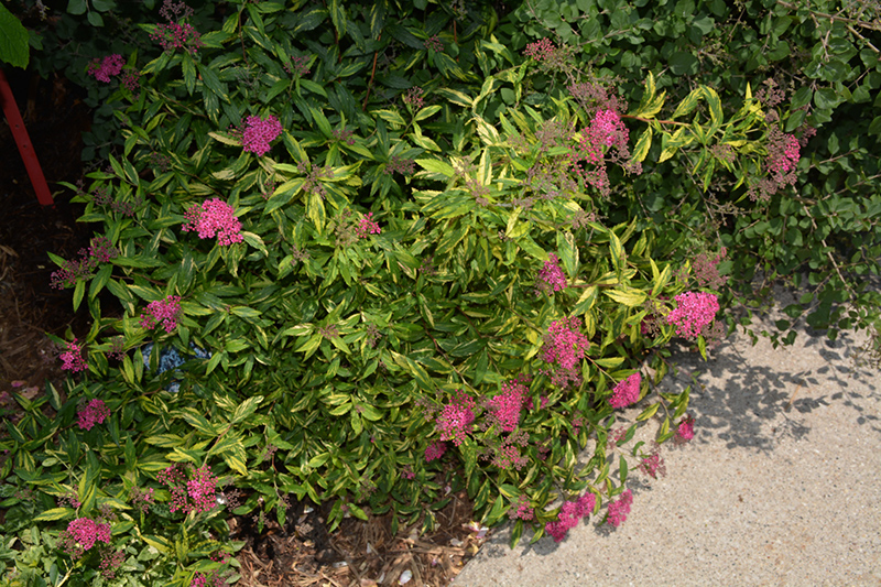 Double Play Painted Lady Spirea (Spiraea japonica 'Minspi') at Dammann's Garden Company