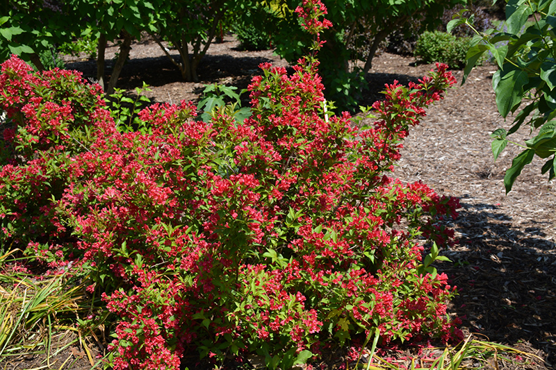 Sonic Bloom Red Reblooming Weigela (Weigela florida 'Verweig 6') at Dammann's Garden Company