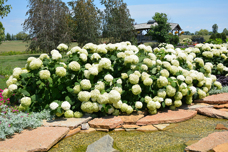Incrediball Hydrangea (Hydrangea arborescens 'Abetwo') at Dammann's Garden Company