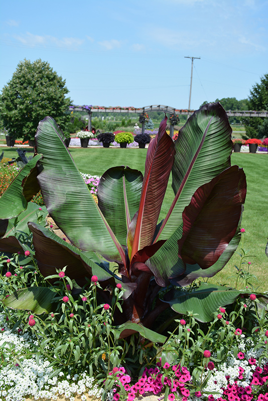 Red Banana (Ensete ventricosum 'Maurelii') at Dammann's Garden Company
