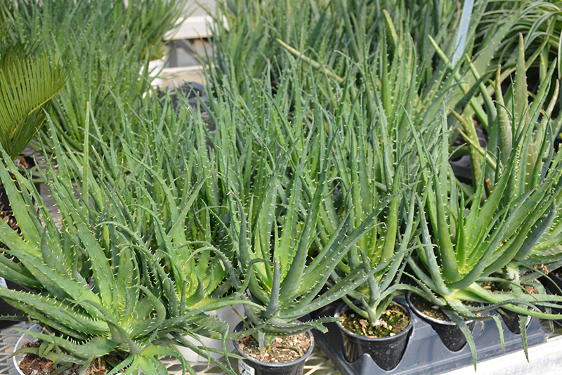 Aloe Vera (Aloe barbadensis) at Dammann's Garden Company