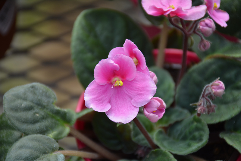 Hybrid Pink African Violet (Saintpaulia 'Hybrid Pink') at Dammann's Garden Company