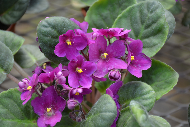 Hybrid Purple African Violet (Saintpaulia 'Hybrid Purple') at Dammann's Garden Company