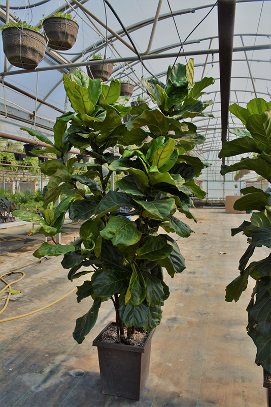 Fiddle Leaf Fig (Ficus lyrata) at Dammann's Garden Company