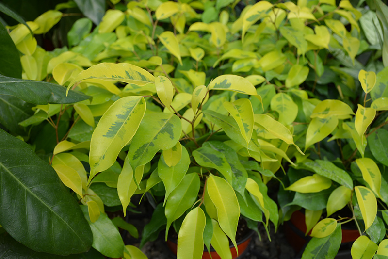 Golden King Weeping Fig Ficus Benjamina Golden King In Indianapolis