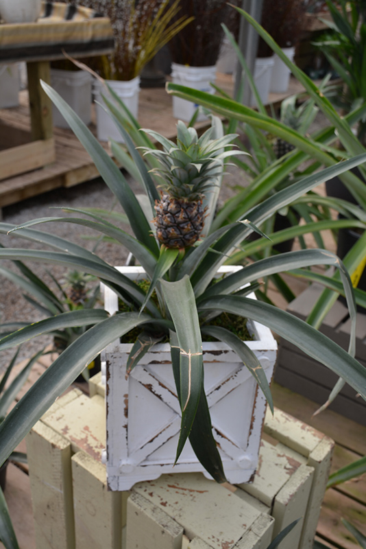 Pineapple (Ananas comosus) at Dammann's Garden Company