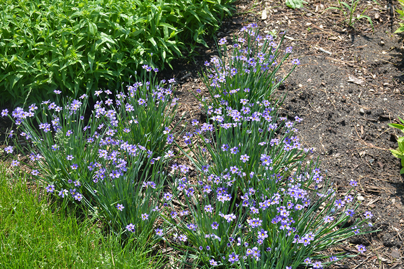 Lucerne Blue-Eyed Grass (Sisyrinchium angustifolium 'Lucerne') at Dammann's Garden Company