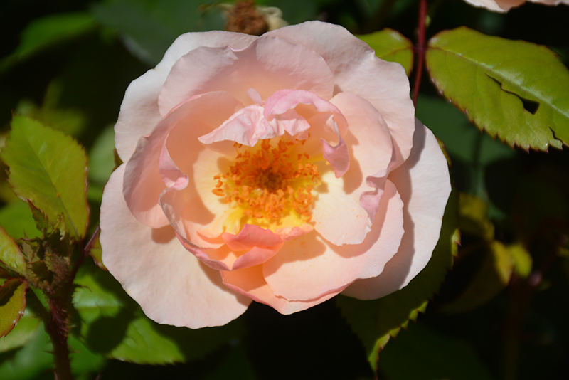 Peachy Knock Out Rose (Rosa 'Radgor') at Dammann's Garden Company
