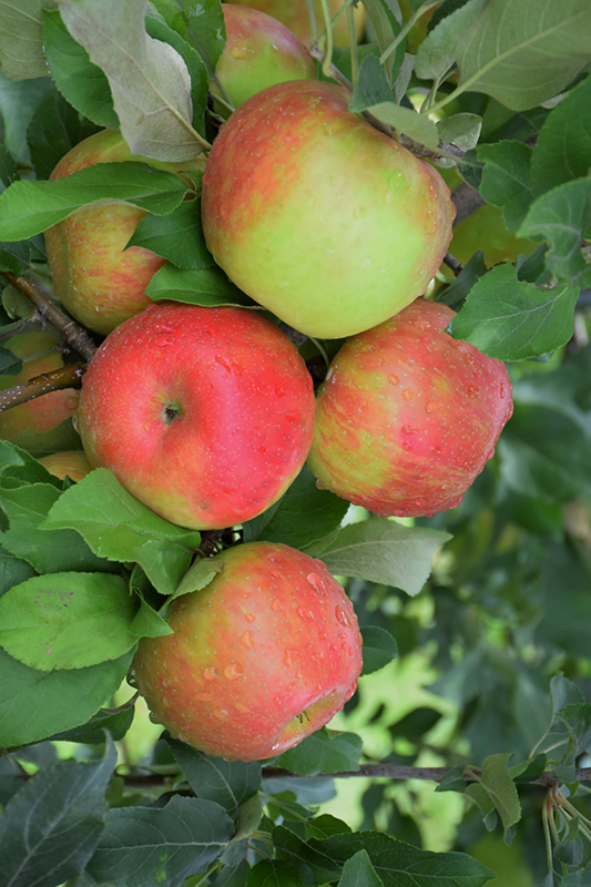 Honeycrisp Apple (Malus 'Honeycrisp') at Dammann's Garden Company