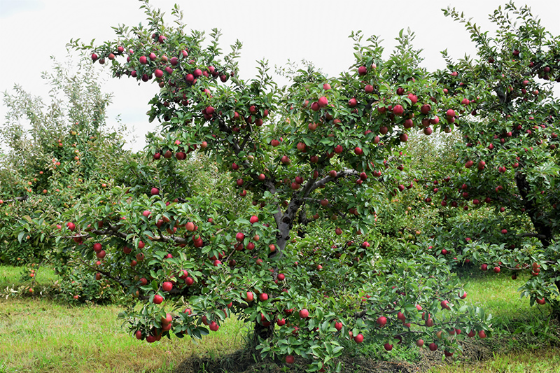 Red Delicious Apple (Malus 'Red Delicious') at Dammann's Garden Company