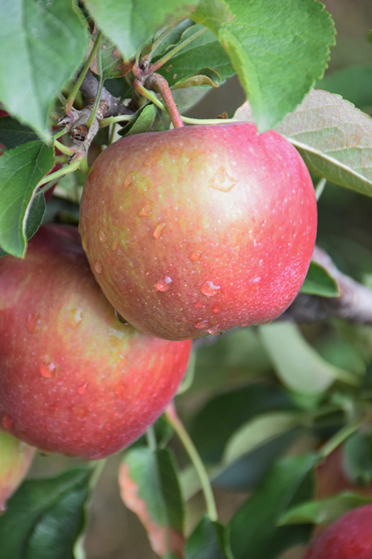 Red Delicious Apple (Malus 'Red Delicious') at Dammann's Garden Company