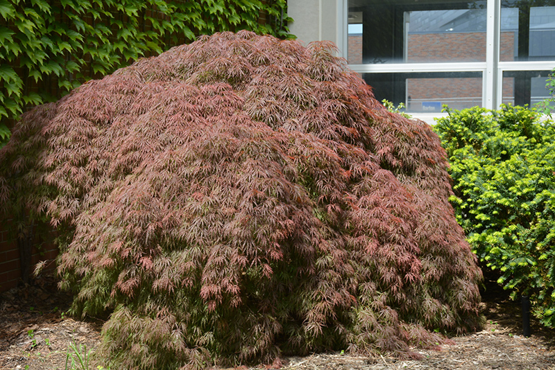 Red Select Japanese Maple (Acer palmatum 'Red Select') at Dammann's Garden Company