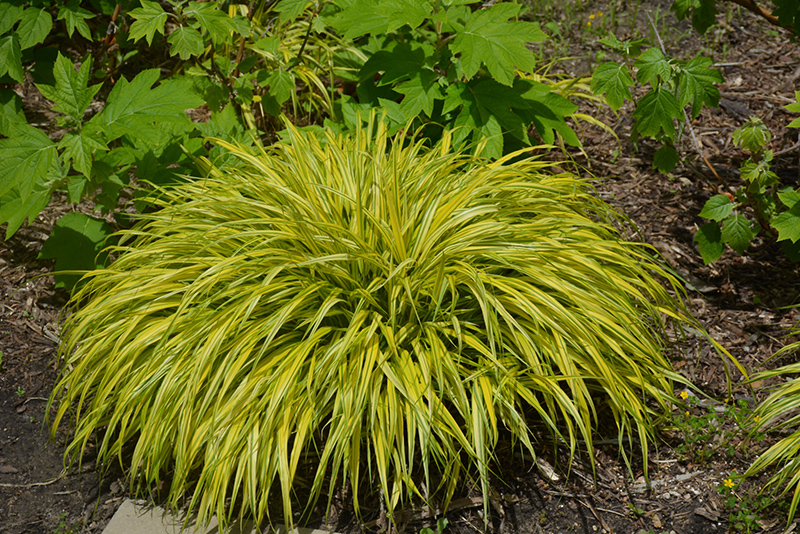 Golden Variegated Hakone Grass (Hakonechloa macra 'Aureola') at Dammann's Garden Company