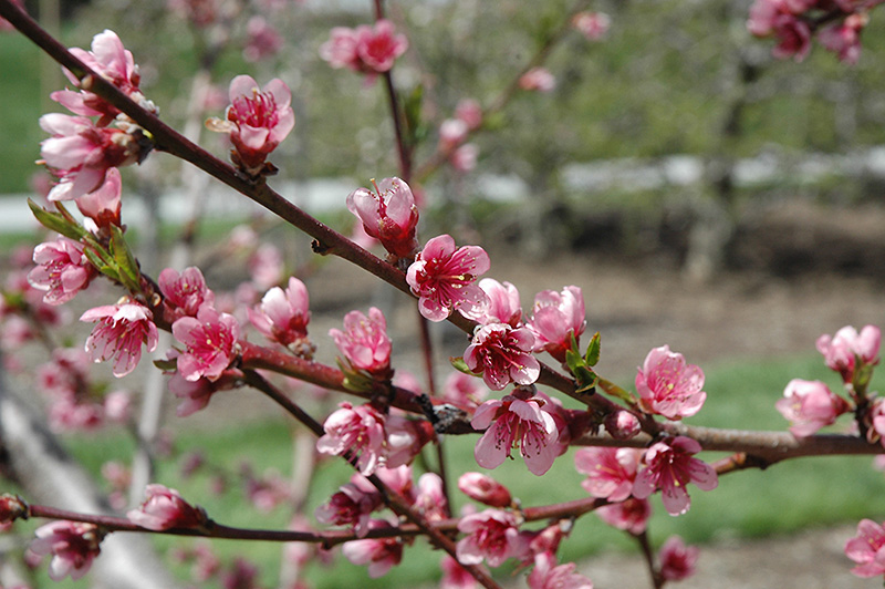 Reliance Peach (Prunus persica 'Reliance') at Dammann's Garden Company