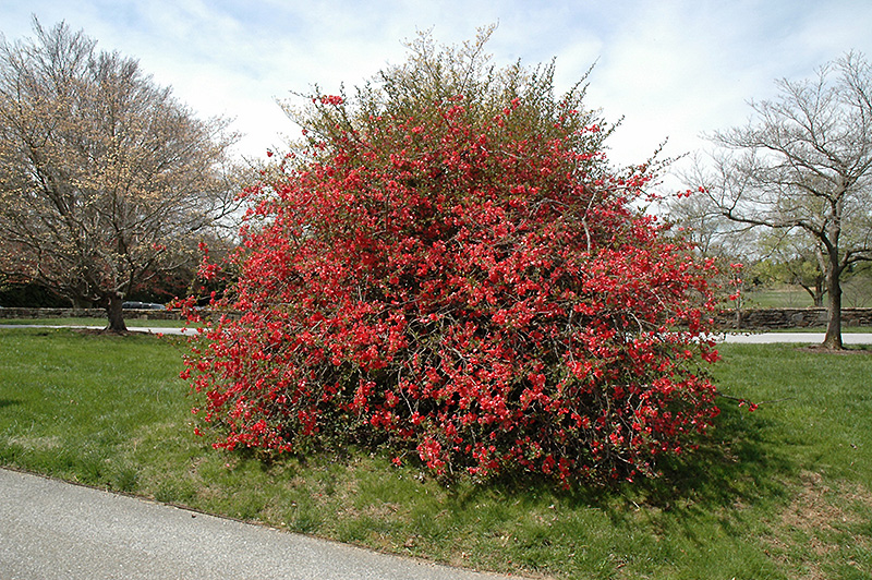 Texas Scarlet Flowering Quince (Chaenomeles speciosa 'Texas Scarlet') at Dammann's Garden Company
