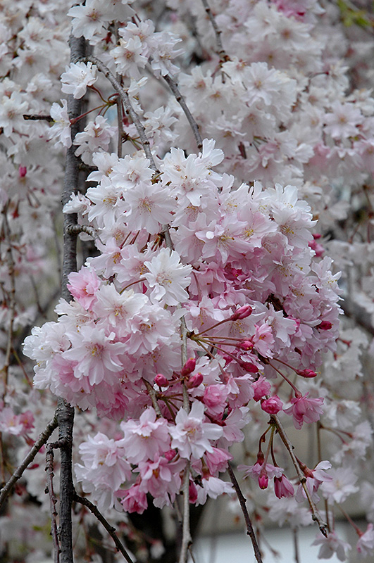 Double Pink Weeping Higan Cherry (Prunus subhirtella 'Pendula Plena Rosea') at Dammann's Garden Company