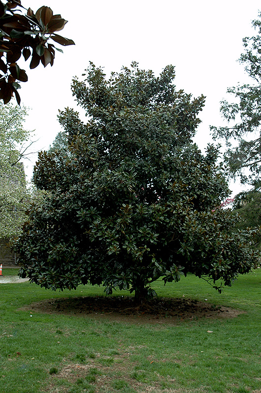 Victoria Magnolia (Magnolia grandiflora 'Victoria') at Dammann's Garden Company