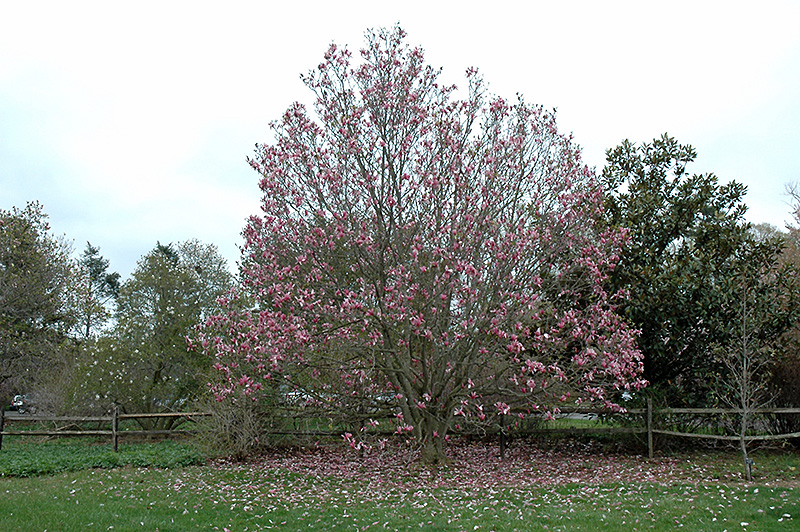 Galaxy Magnolia (Magnolia 'Galaxy') at Dammann's Garden Company