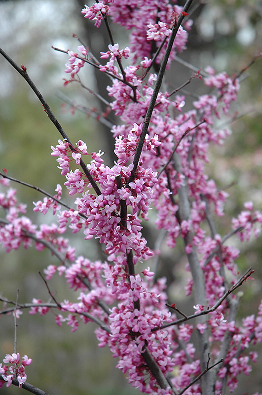 Forest Pansy Redbud (Cercis canadensis 'Forest Pansy') at Dammann's Garden Company