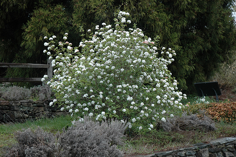 Koreanspice Viburnum (Viburnum carlesii) at Dammann's Garden Company