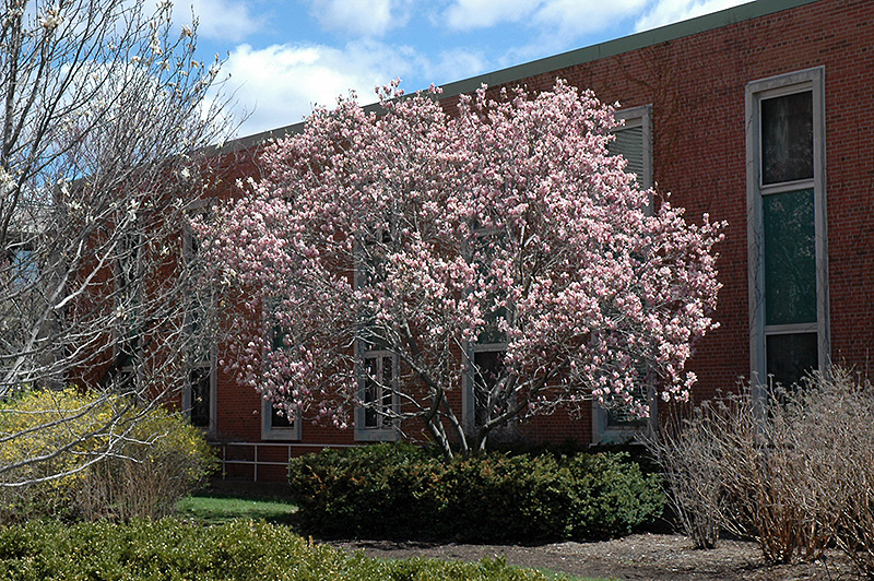 Saucer Magnolia (Magnolia x soulangeana) at Dammann's Garden Company