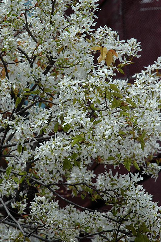 Snowcloud Serviceberry (Amelanchier laevis 'Snowcloud') at Dammann's Garden Company