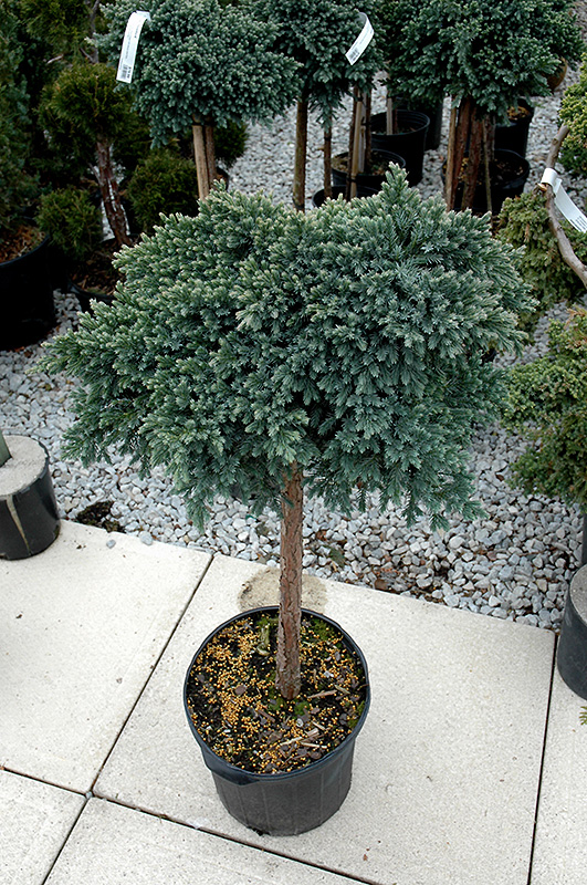 Blue Star Juniper (Juniperus squamata 'Blue Star (tree form)') at Dammann's Garden Company