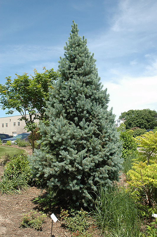 Upright Colorado Spruce (Picea pungens 'Fastigiata') at Dammann's Garden Company